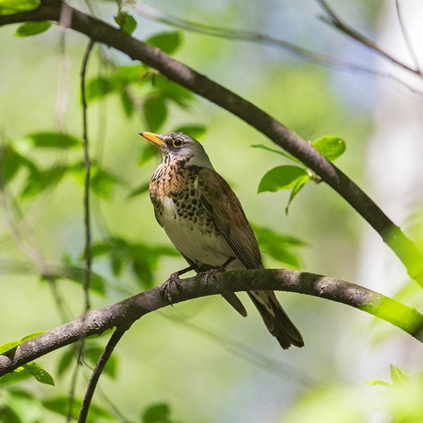 Fieldfare Shutterstock 1612207561