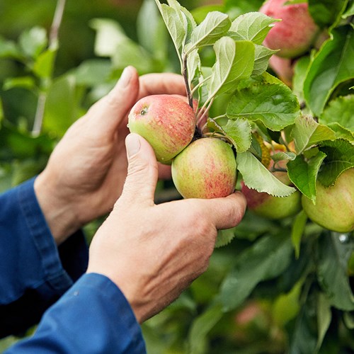 Westons Expertise Process Harvesting 2.jpg