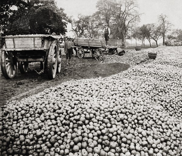 Weston Cider 000603